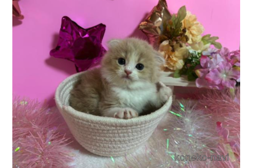 成約済の大阪府のスコティッシュフォールド(折れ耳)-68360の1枚目